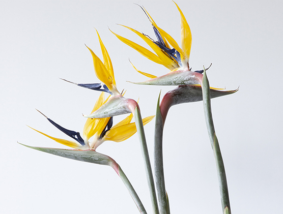 IKEBANA SOGETSU